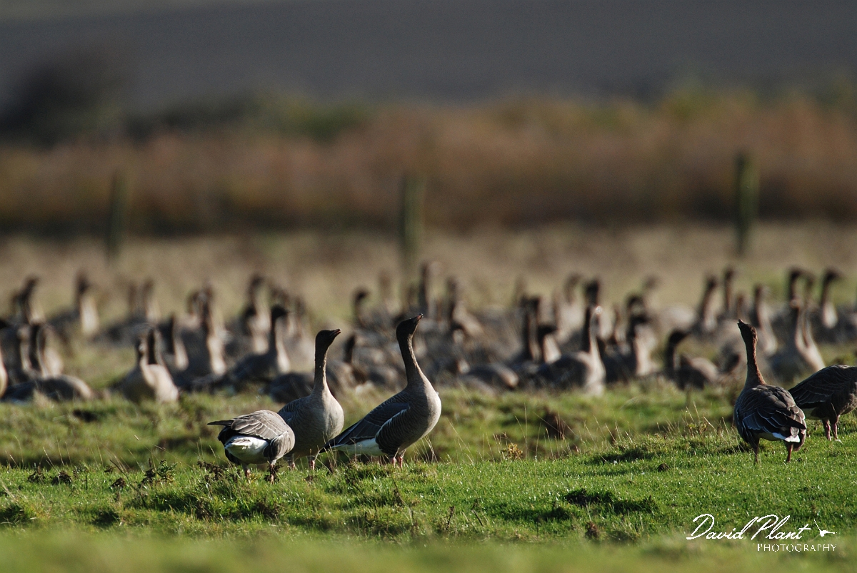 David Plant Photography - Wildlife Photographer - Pink-footed geese calling - F.jpg - Pink-footed geese calling - Norfolk